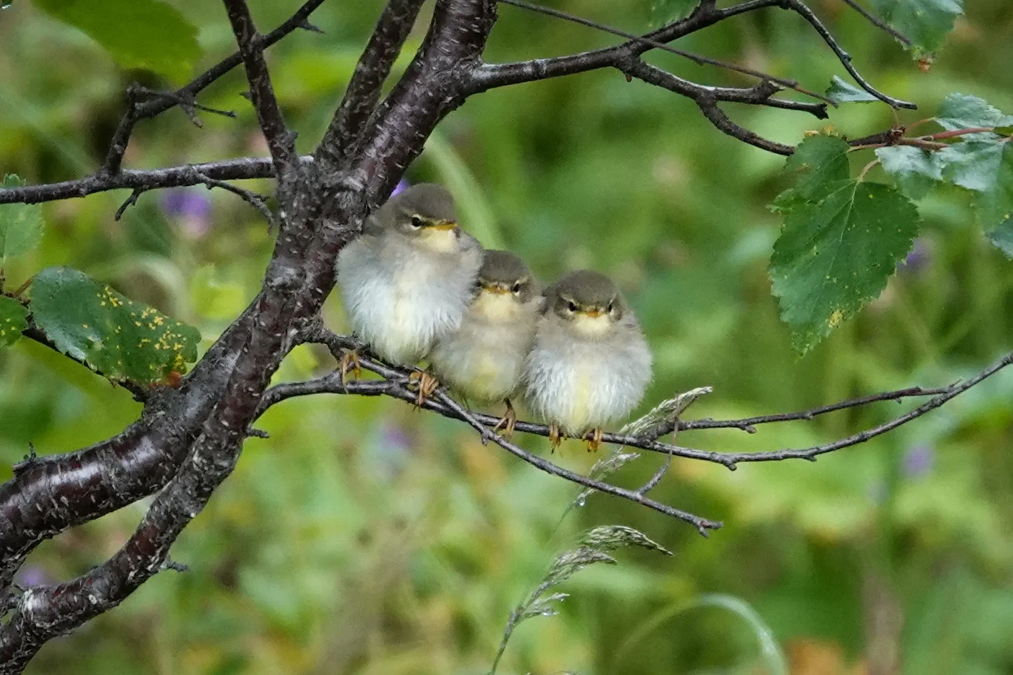 Three juvenile willow warblers sitting in a row on a branch